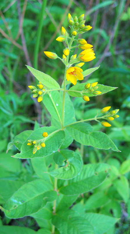 Image of Lysimachia vulgaris specimen.