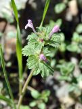 Lamium amplexicaule. Верхушка цветущего растения. Армения, Вайоц Дзор, ущелье реки Арпа. 03.05.2013.