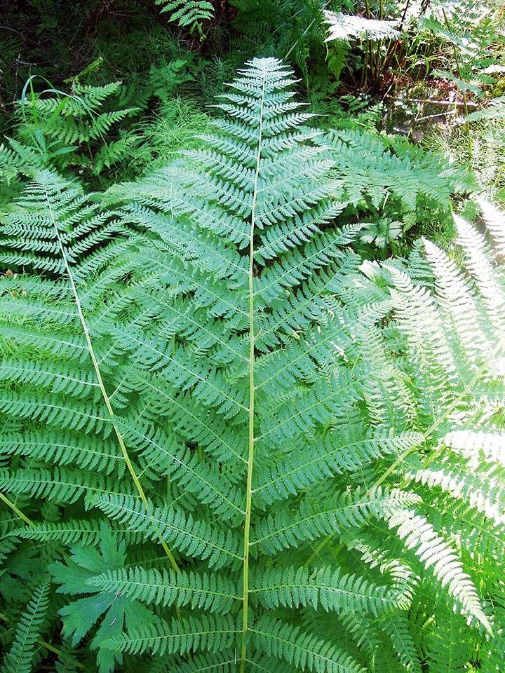 Image of Athyrium filix-femina specimen.