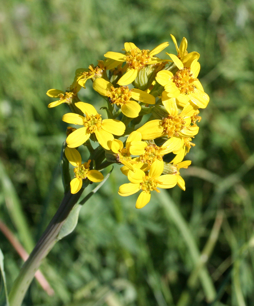 Image of Ligularia altaica specimen.