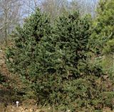 Pinus aristata. Вегетирующие растения. Германия, г. Дюссельдорф, Ботанический сад университета. 13.03.2014.