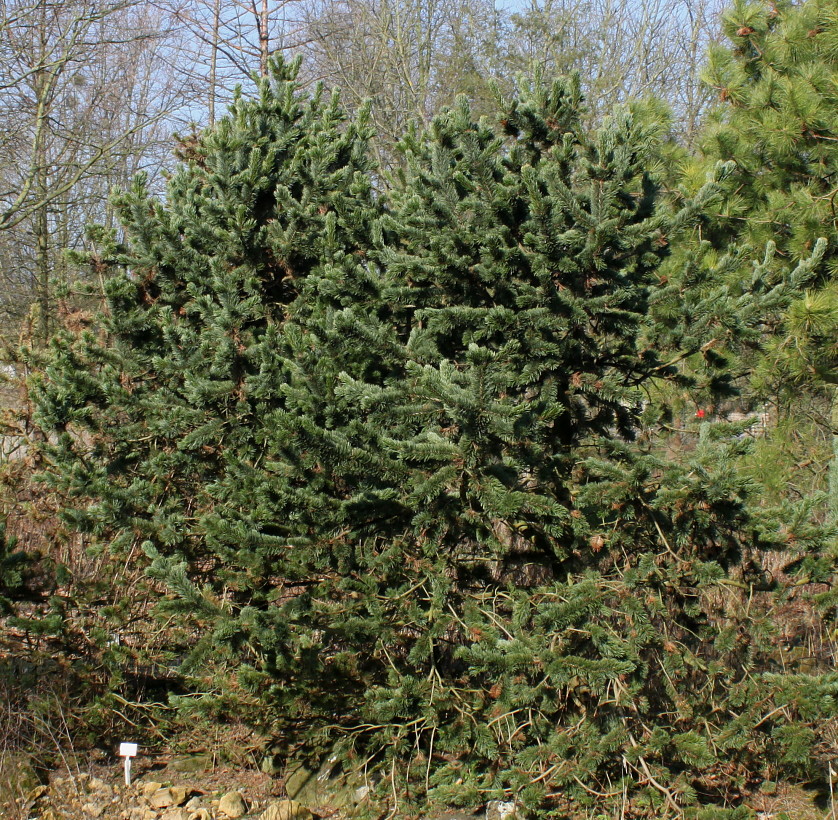 Image of Pinus aristata specimen.