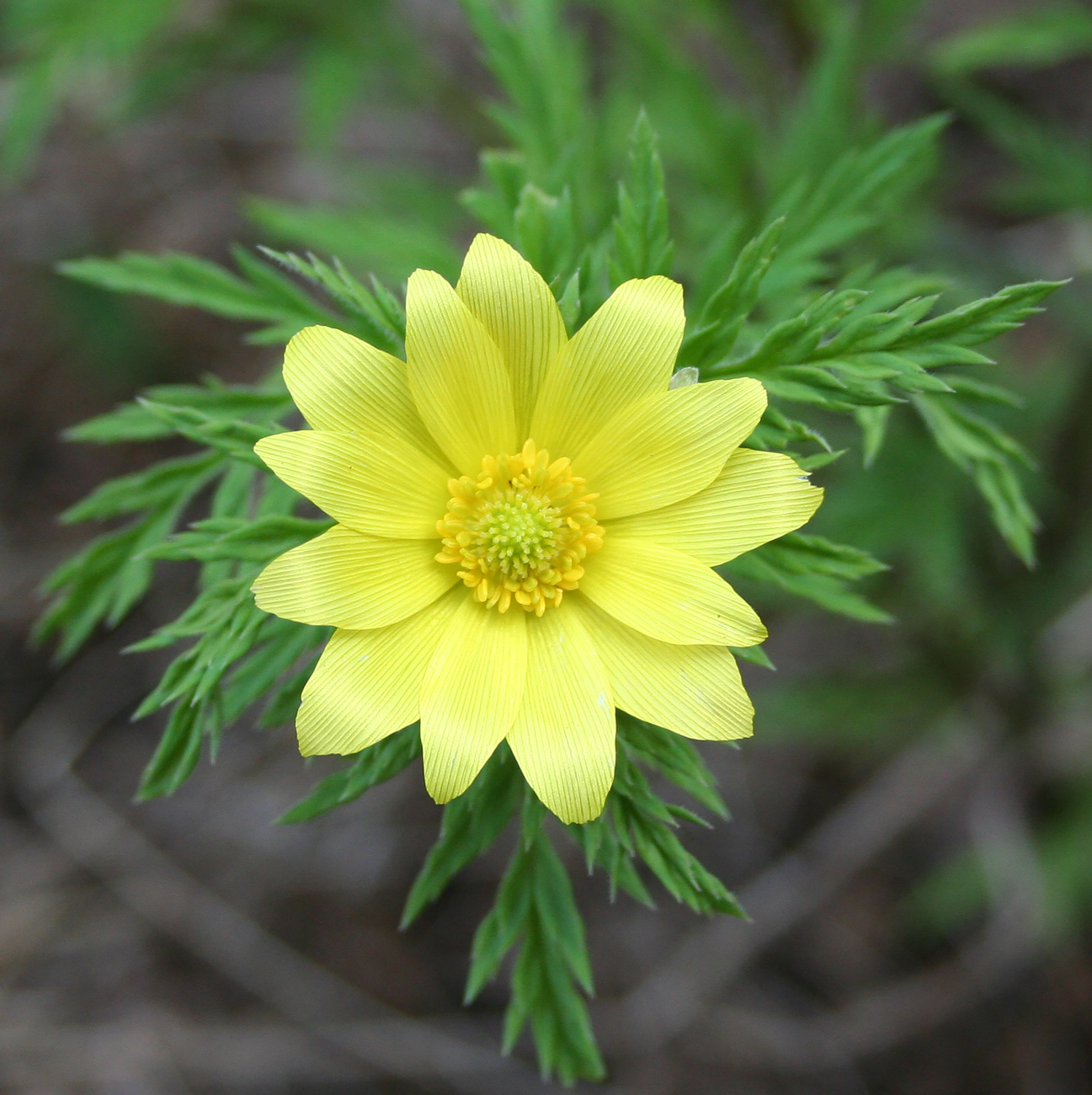 Image of Adonis villosa specimen.