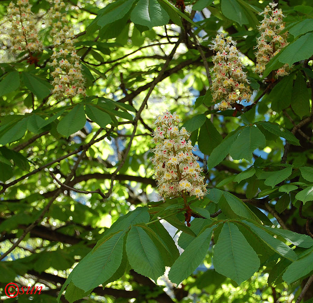 Image of Aesculus hippocastanum specimen.