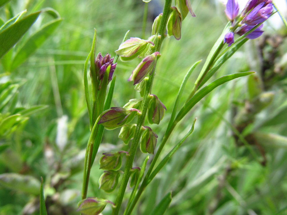 Image of Polygala comosa specimen.