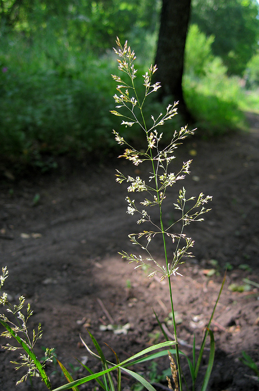 Image of Poa palustris specimen.