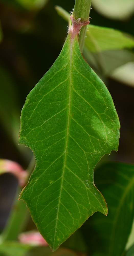 Image of Euphorbia cyathophora specimen.