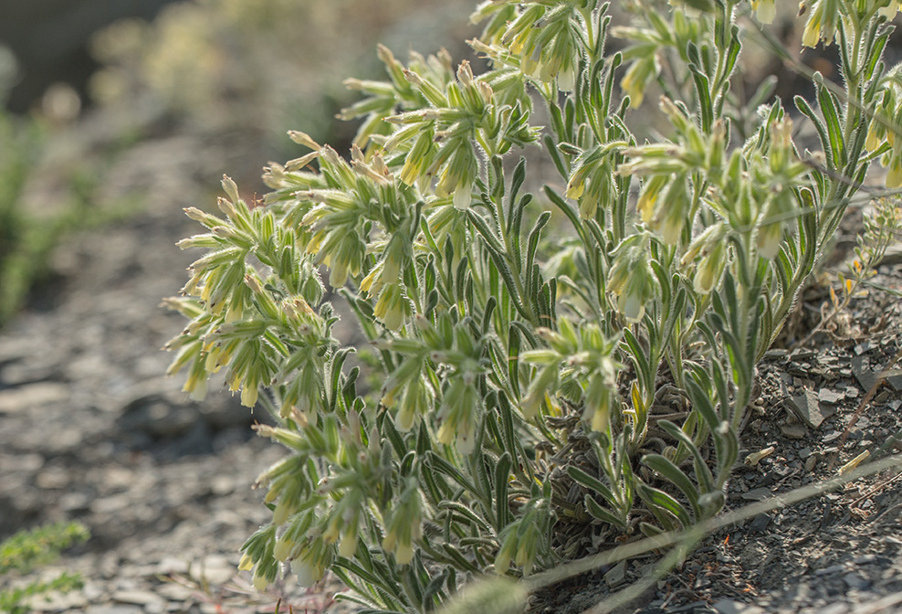 Image of Onosma montana specimen.