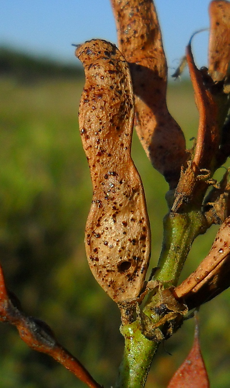 Image of Glycyrrhiza glabra specimen.