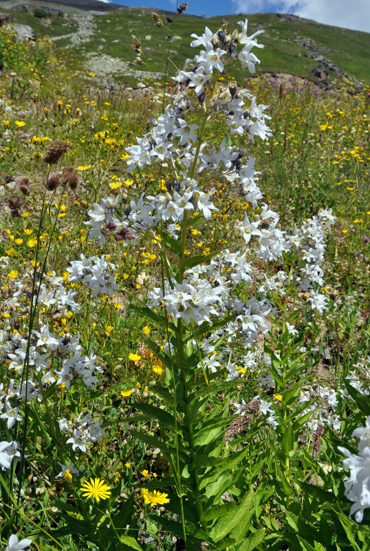 Image of Gadellia lactiflora specimen.