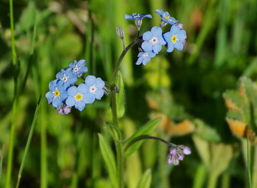 Image of genus Myosotis specimen.