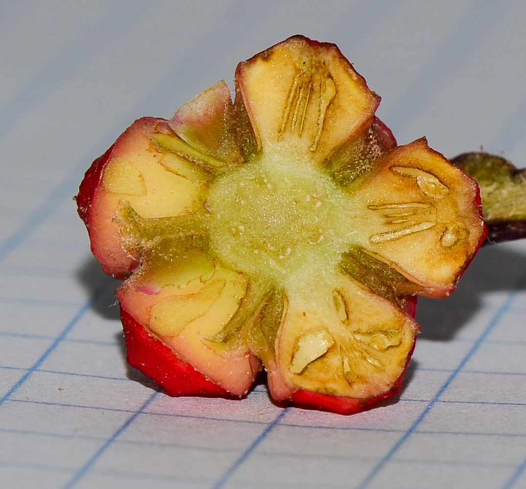 Image of Heptapleurum actinophyllum specimen.