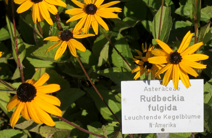 Image of Rudbeckia fulgida specimen.