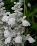 Salvia farinacea