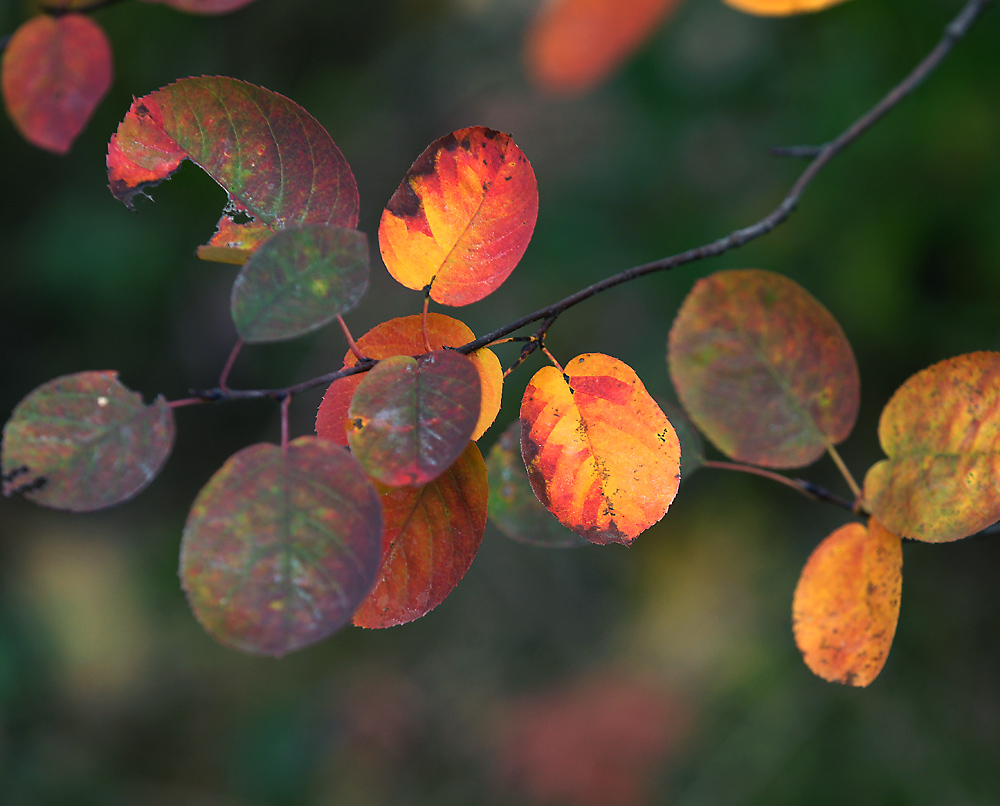 Image of Amelanchier spicata specimen.