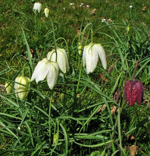 Изображение особи Fritillaria meleagris.