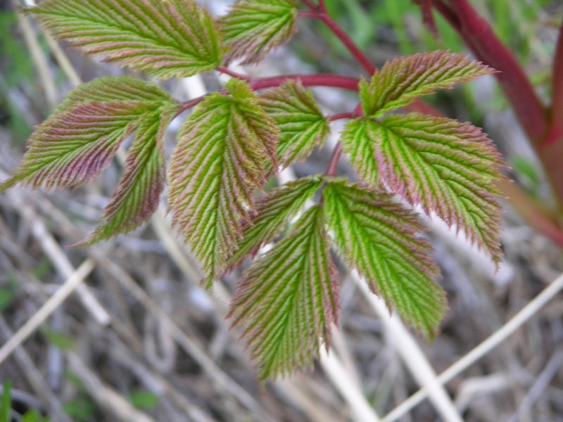 Image of Aruncus dioicus specimen.