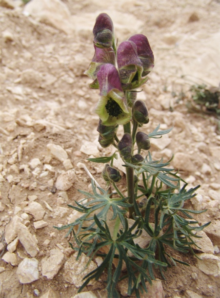 Image of Aconitum confertiflorum specimen.