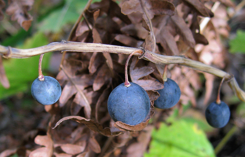 Изображение особи Polygonatum odoratum.