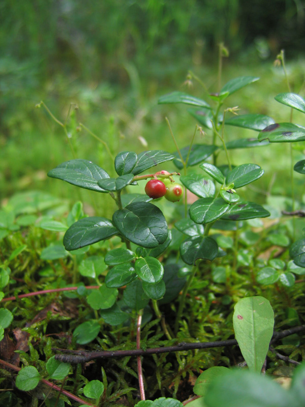 Изображение особи Vaccinium vitis-idaea.