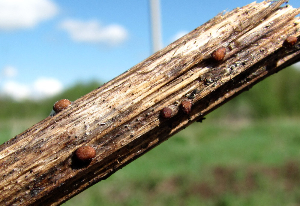 Image of Cirsium setosum specimen.