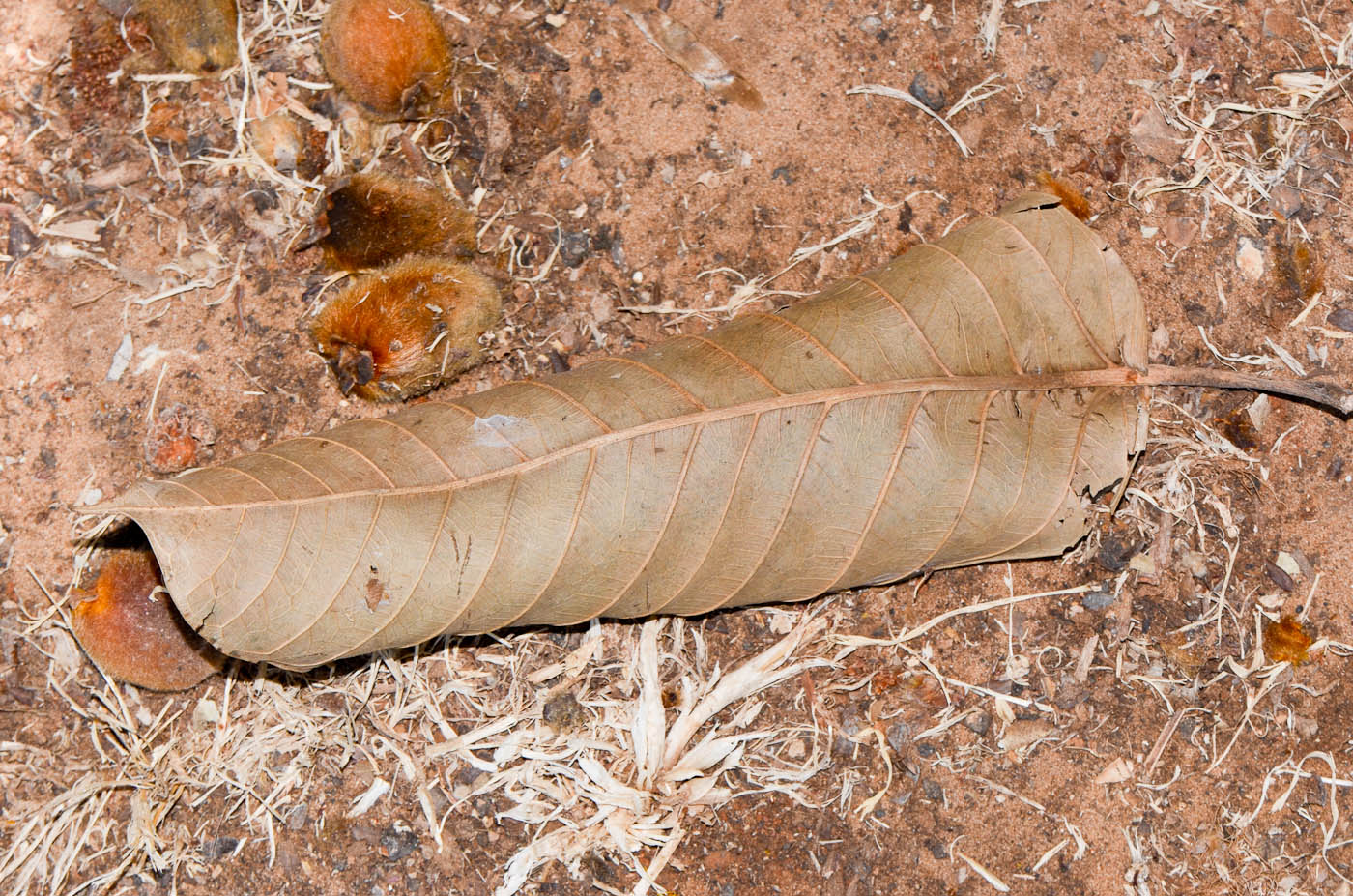 Изображение особи Ficus saussureana.