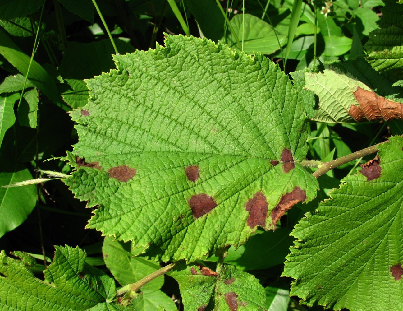 Image of Corylus maxima specimen.