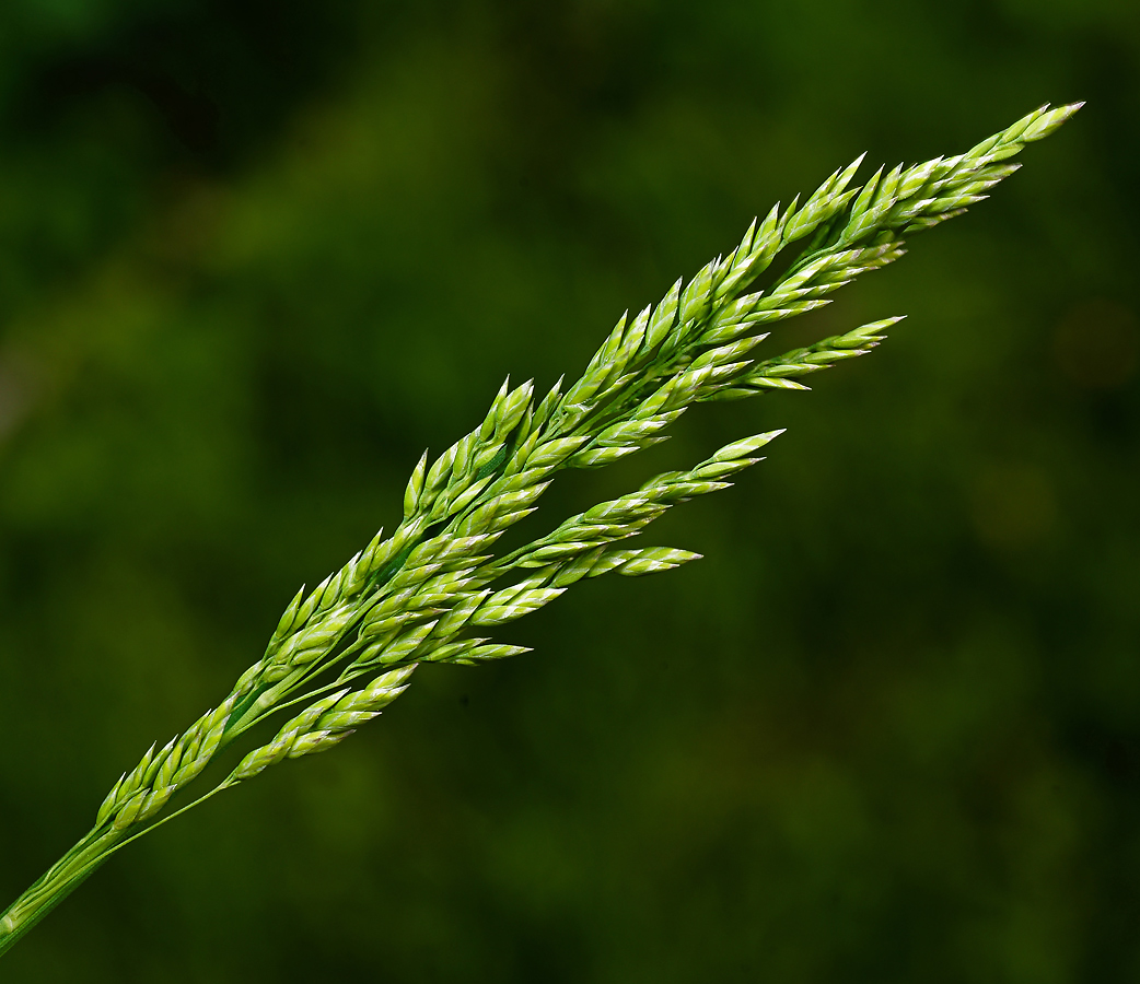 Image of Poa pratensis specimen.