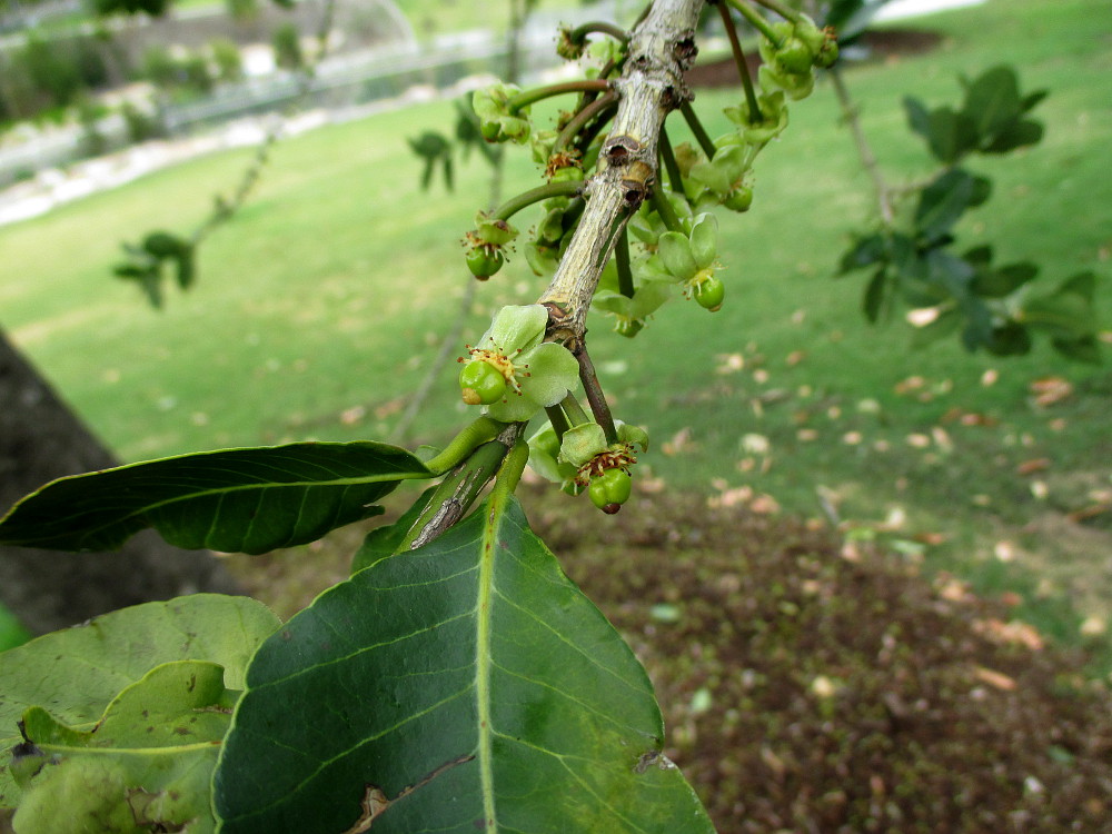 Image of Garcinia livingstonei specimen.