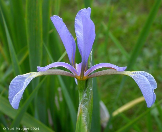 Image of Iris musulmanica specimen.