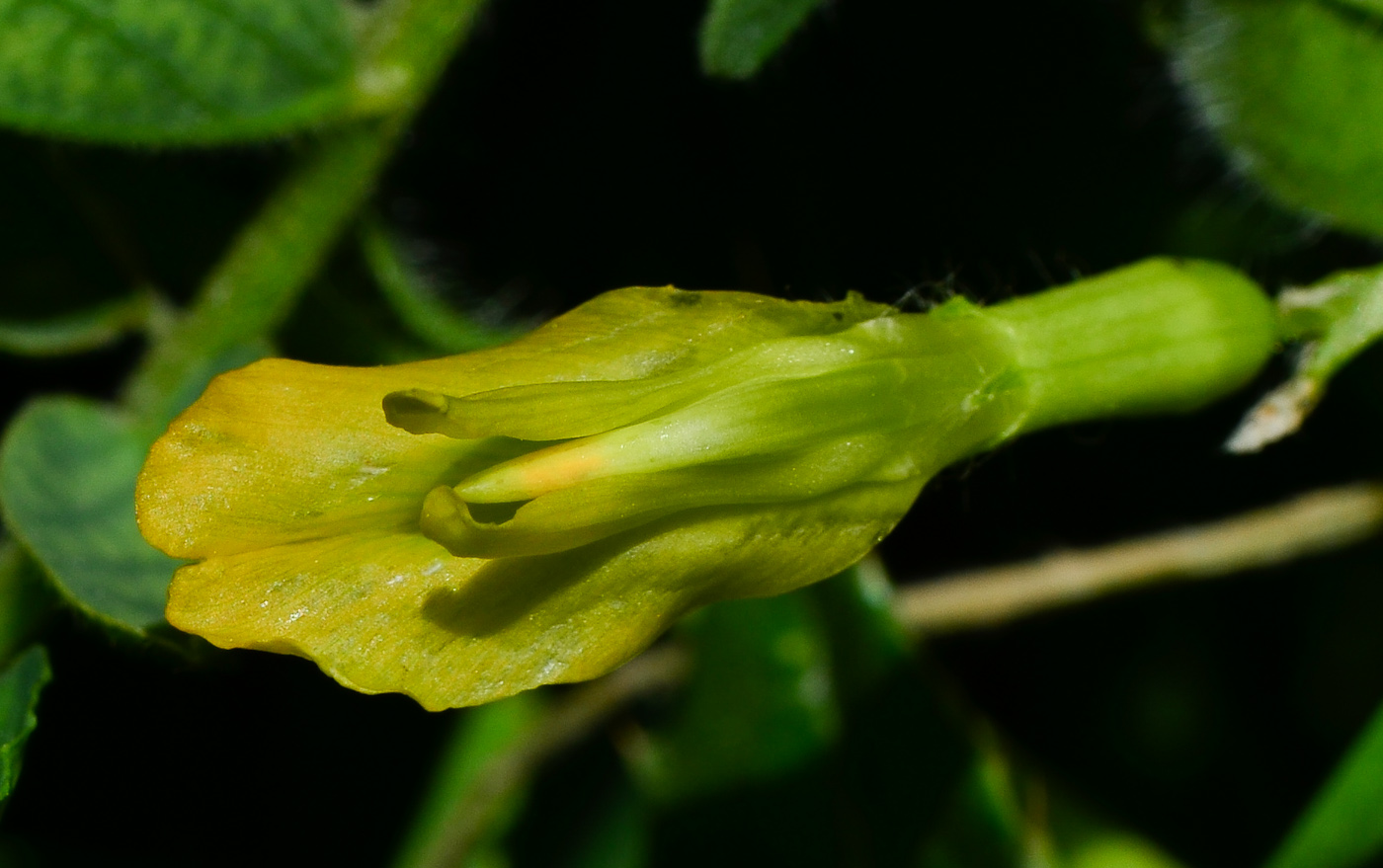 Image of Astragalus macrocarpus specimen.