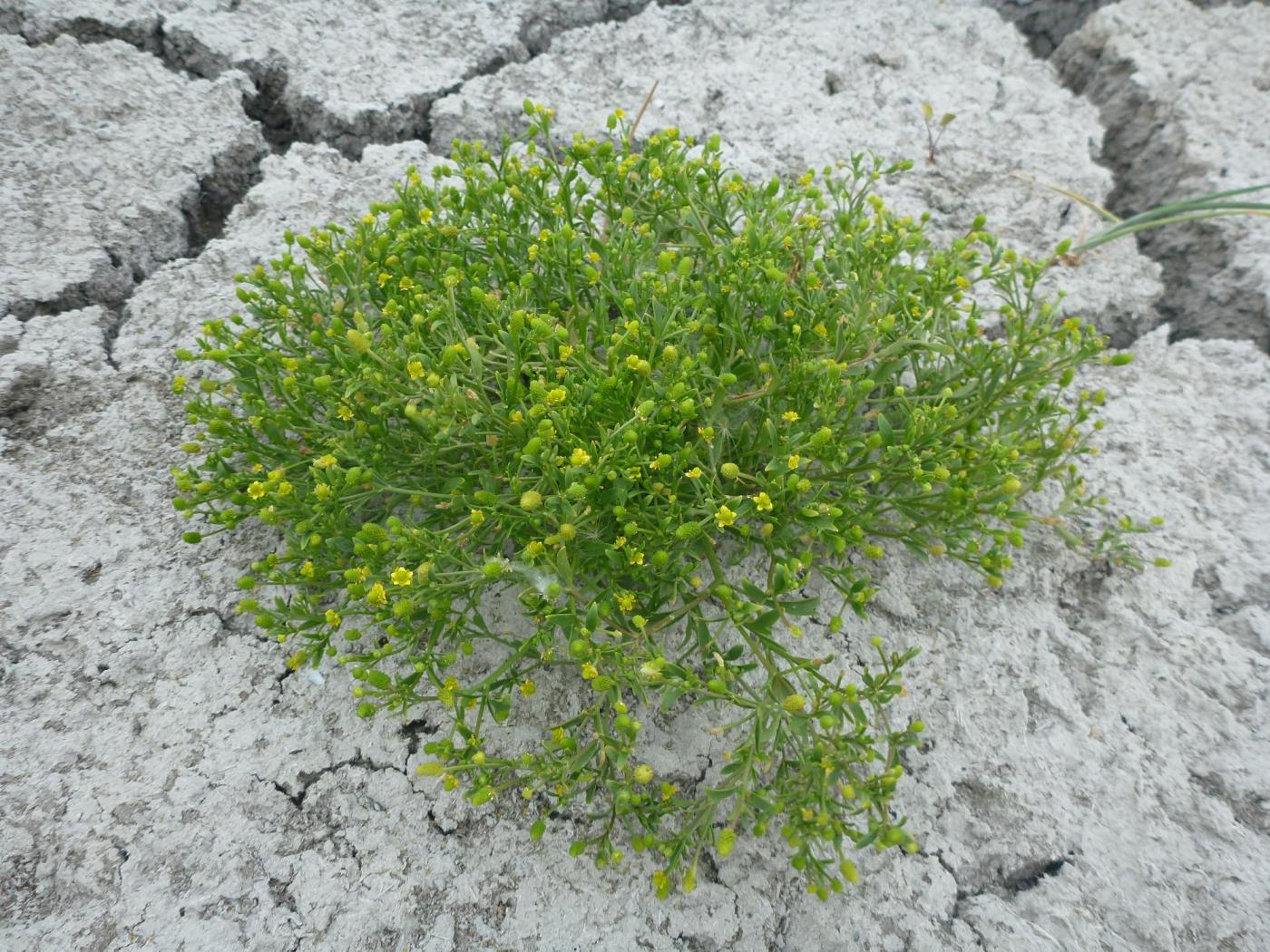 Image of Ranunculus sceleratus specimen.