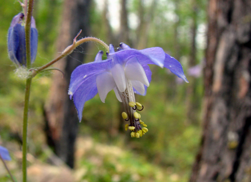 Image of Aquilegia parviflora specimen.