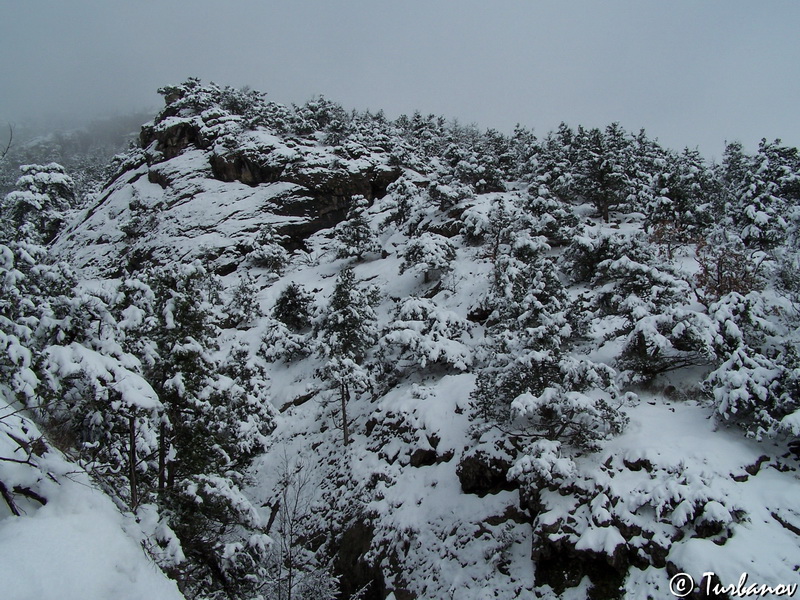 Image of Juniperus excelsa specimen.