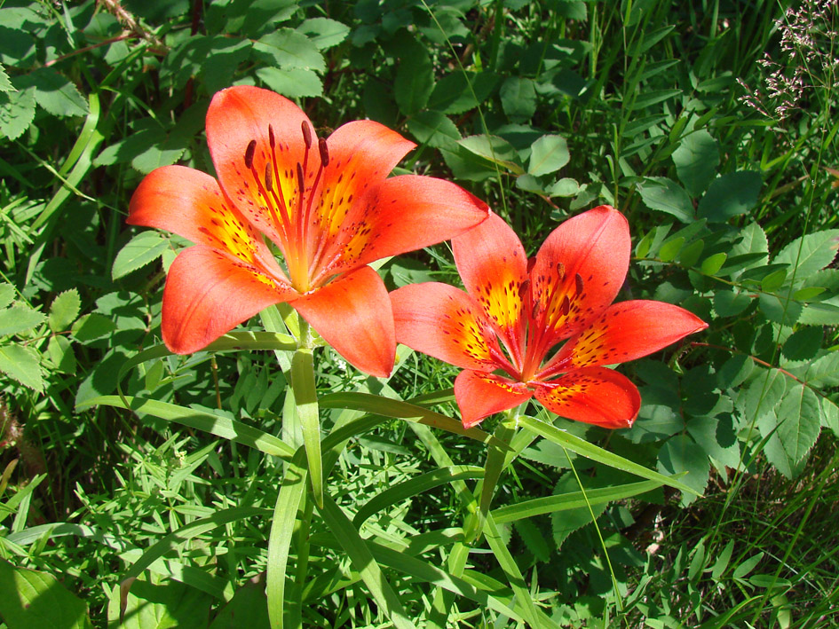 Image of Lilium pensylvanicum specimen.