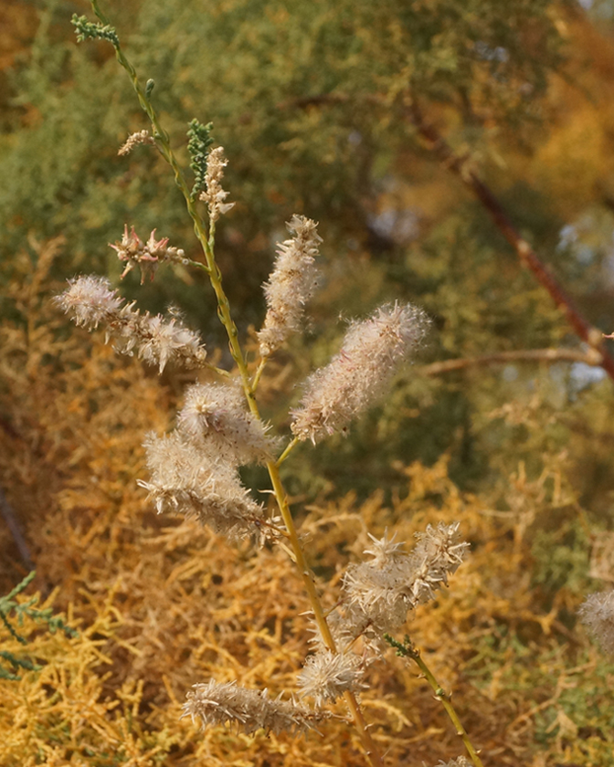 Image of Tamarix ramosissima specimen.