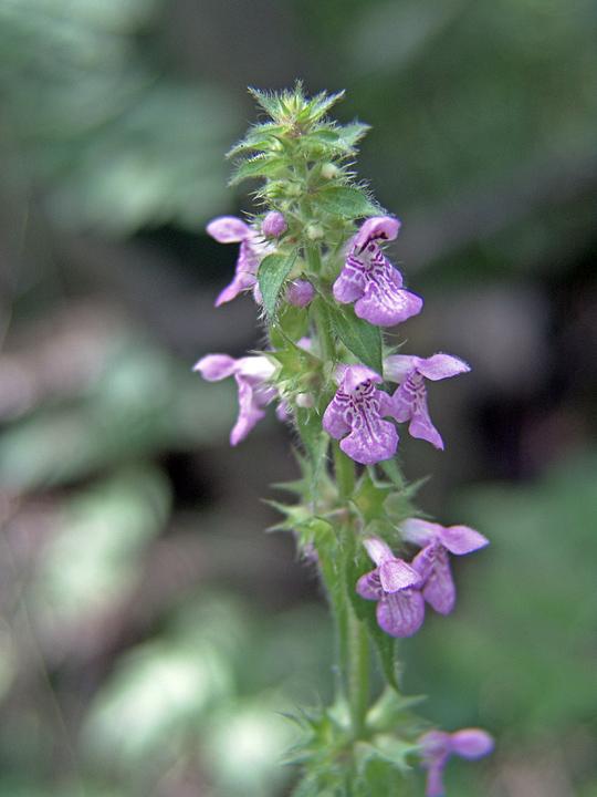 Image of Stachys palustris specimen.