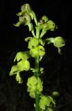 Orchis punctulata. Верхушка соцветия. Крым, Бахчисарайский р-н, гора Бакла, дубовый лес. 2 мая 2016 г.