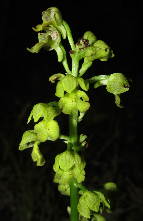 Изображение особи Orchis punctulata.