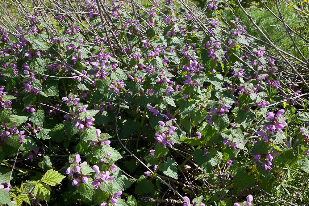 Image of Lamium maculatum specimen.