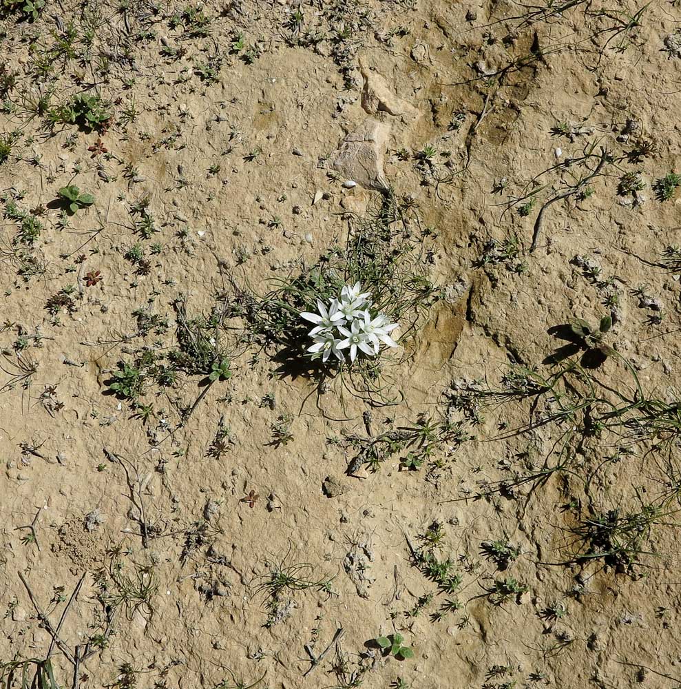 Изображение особи Ornithogalum trichophyllum.