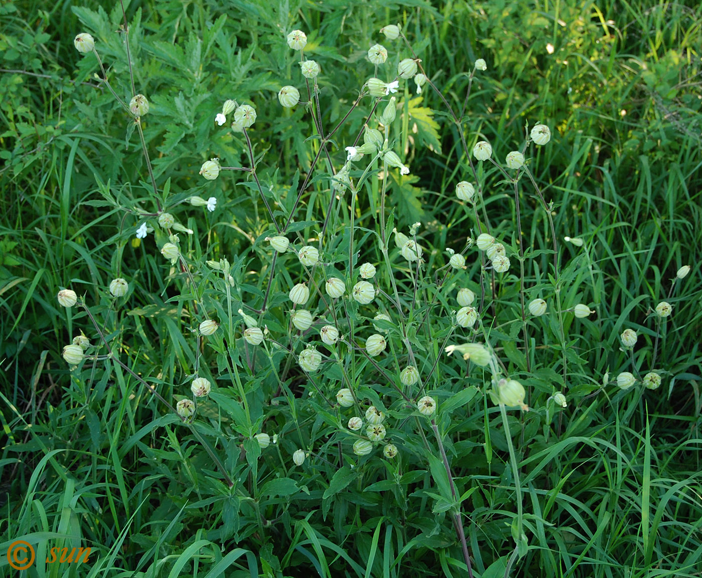 Image of Melandrium album specimen.