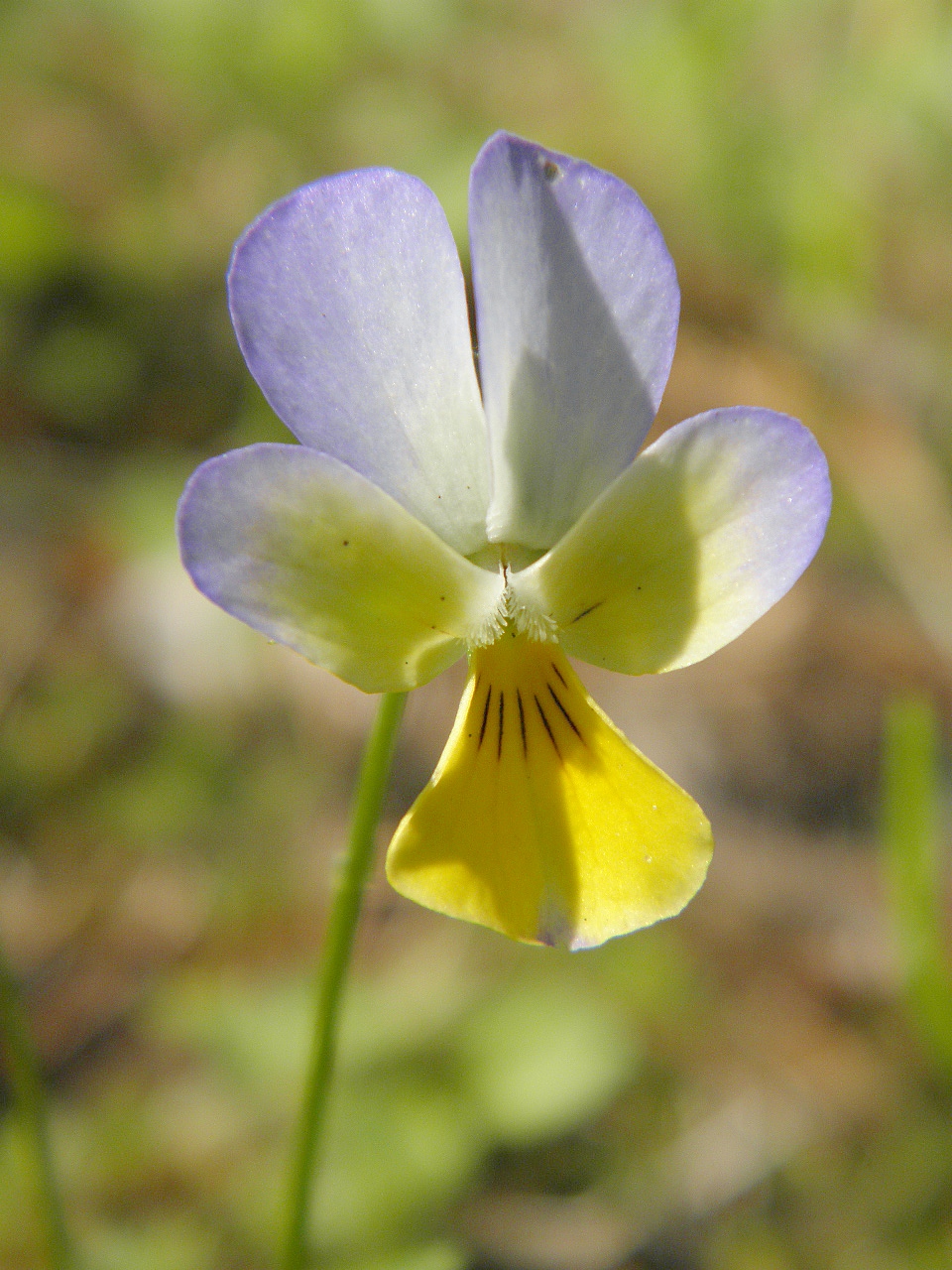 Image of Viola matutina specimen.