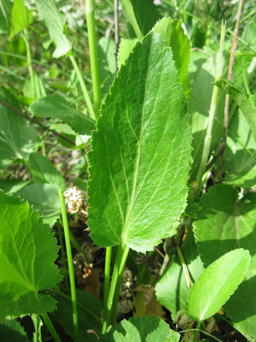 Image of Eryngium planum specimen.