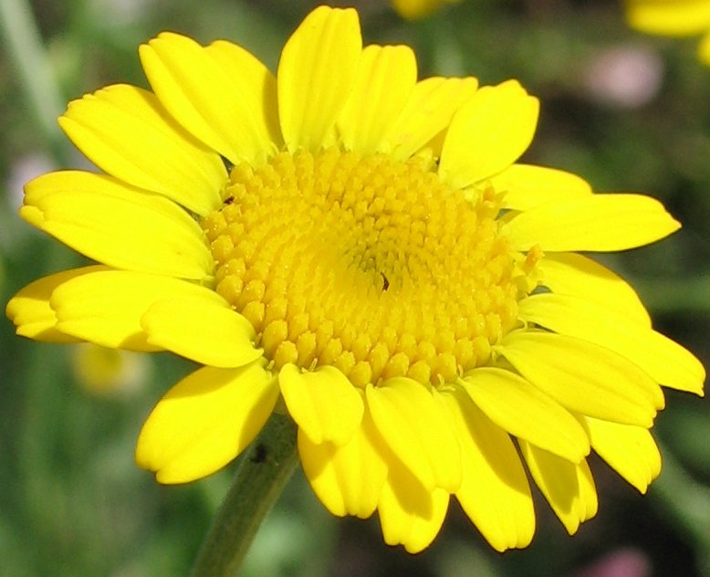 Image of Anthemis tinctoria specimen.