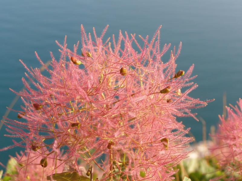 Image of Cotinus coggygria specimen.