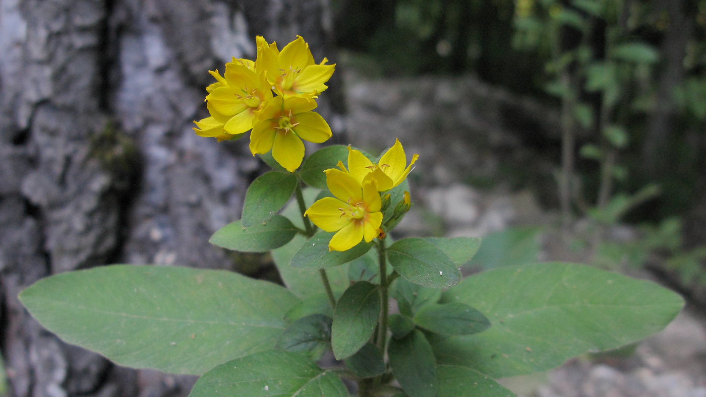 Image of Lysimachia verticillaris specimen.