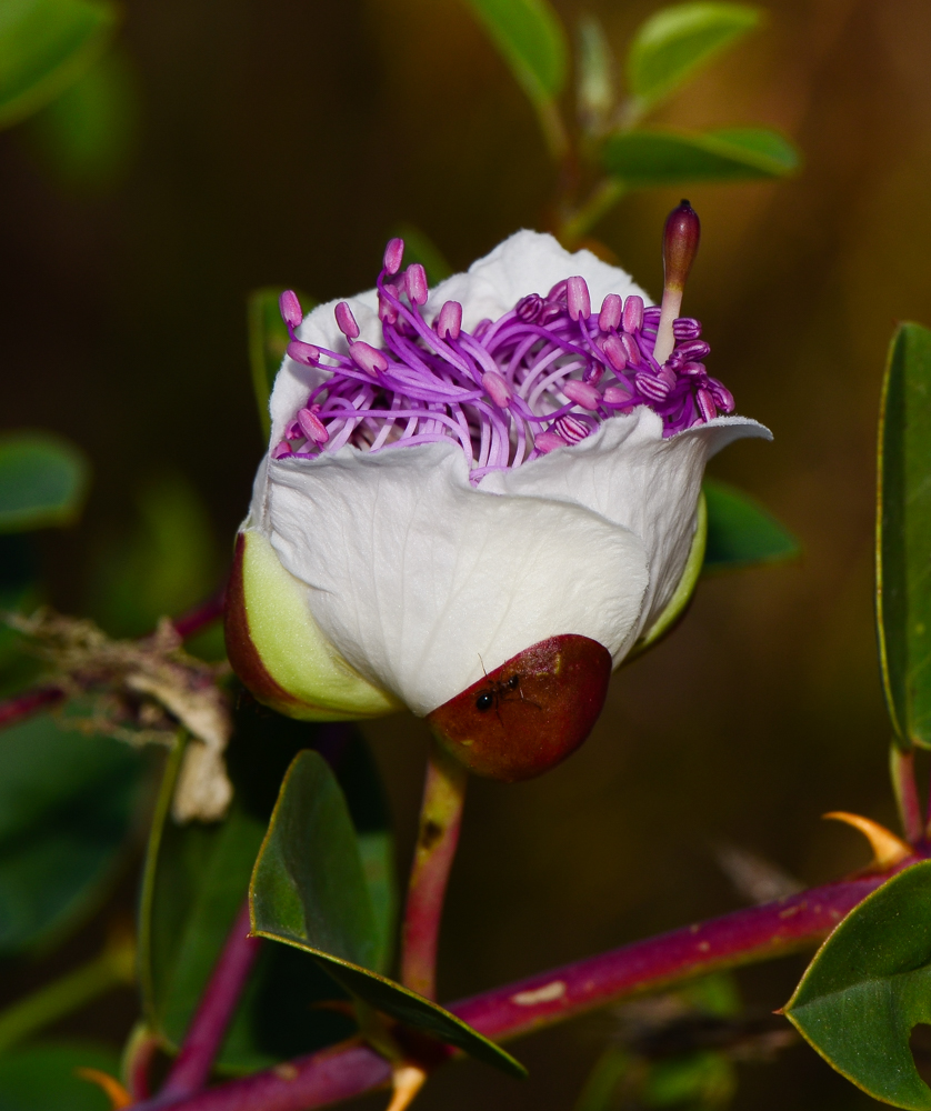 Image of Capparis zoharyi specimen.