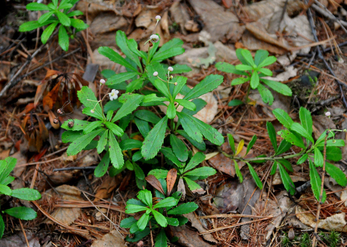 Изображение особи Chimaphila umbellata.