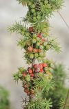 Juniperus deltoides. Участок ветви со зрелыми и незрелыми шишкоягодами. Крым, окр. г. Бахчисарай. 20 августа 2015 г.